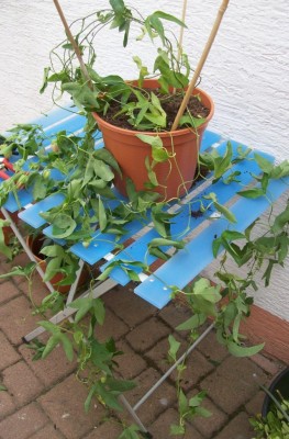 Violacea2.jpg