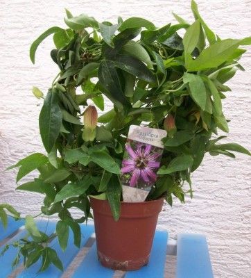 Violacea1.jpg