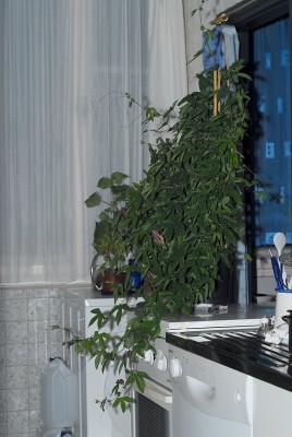 dsc_2723_P_violacea_Unkraut.jpg