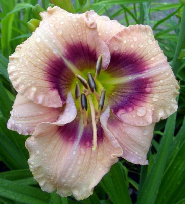 Huckleberry_Candy1917.jpg
