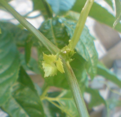 DSC00874.JPG