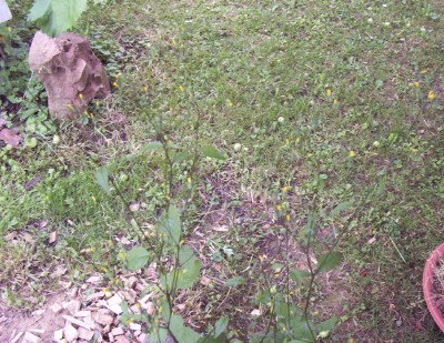 2011-06-07 - Pflanzen 009.jpg
