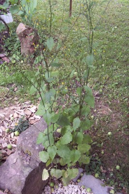 2011-06-07 - Pflanzen 008.jpg