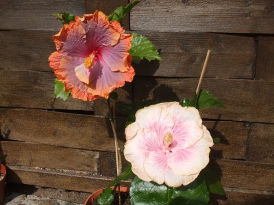 Exotic Rainbow&amp;Cajun Princess.JPG