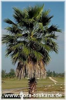washingtonia_robusta_-_031106.jpg