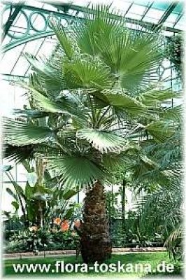 washingtonia_robusta_2_-_260705.jpg