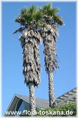 washingtonia_robusta_gross_-_digi.jpg