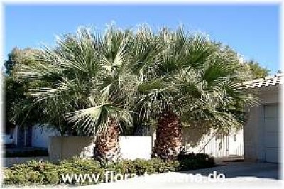 washingtonia_filifera_3_-_dia.jpg