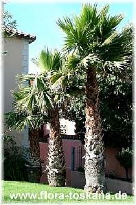 washingtonia_filifera_gross_-_digi.jpg