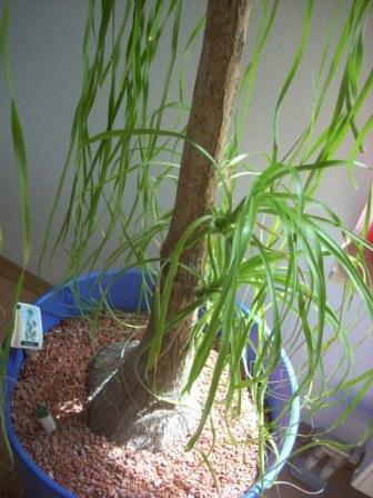 dracena milky way Dracaena surculosa 'Milky Way'