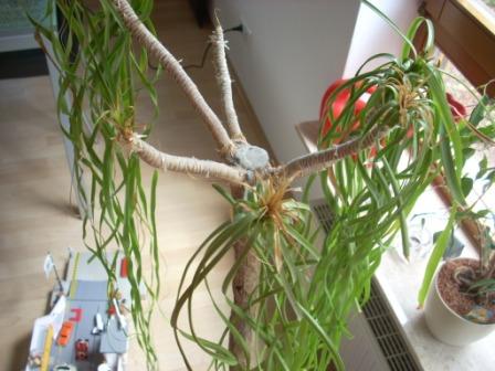 dünger goldfruchtpalme Goldfruchtpalme XL | Dypsis main image 1