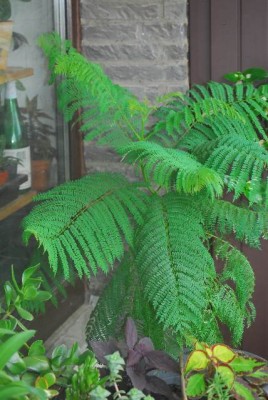 aJacaranda057yy.jpg