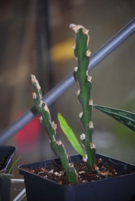 Lepismium 013yy.jpg