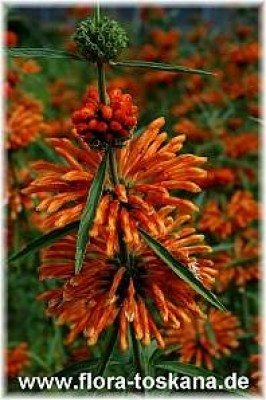 leonotis_leonurus_4_-_010607.jpg