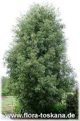 tabebuja_chrysantha_gross_-_digi.jpg