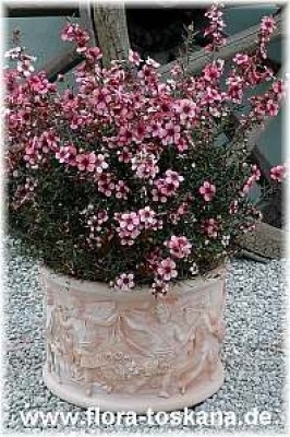 leptospermum_scoparium_ganz_6_-_170406.jpg