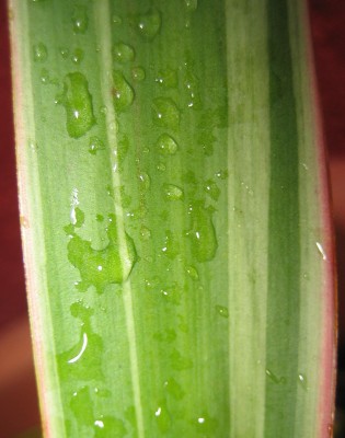 green24 002.jpg