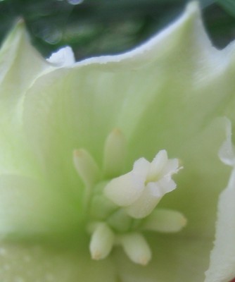 green24 003.jpg