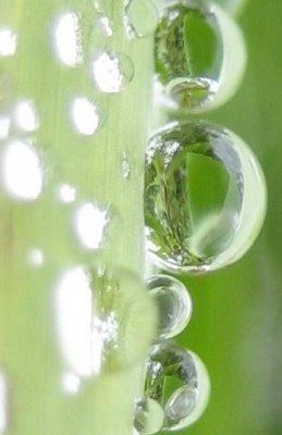 green24 008.jpg