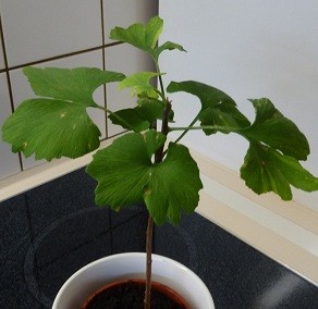 P1000492 (2).jpg