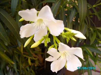 PICT2155.JPG