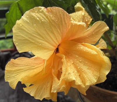 Gelber Obinensis vs. Regen 20.6.11.JPG