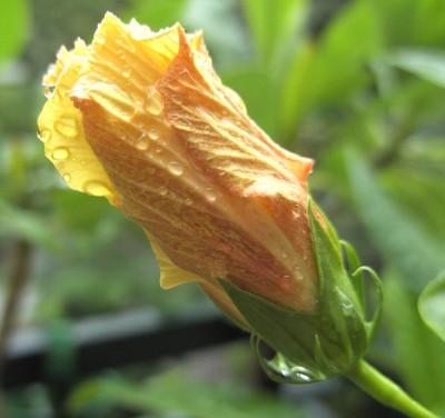 Gelber Obinensis vs. Regen 20. 6. 11 (2).JPG