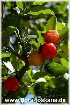 serrulata_g.jpg