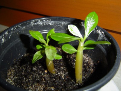 Adenium vom Mai 2011.jpg
