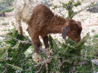 ziege auf arganbaum.jpg