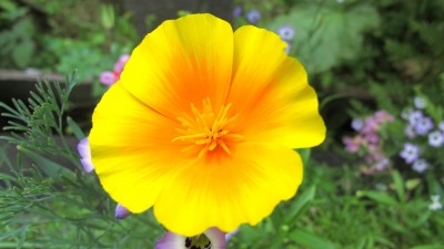 Mohn in Sommermischung.JPG