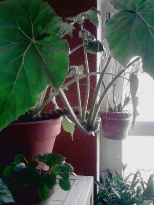 ..Mutterpflanze#Begonia ricinifolia'vor einigen Monaten eingegangen...JPG