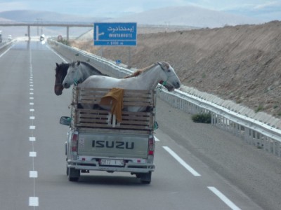 pferde auf der autobahn.jpg