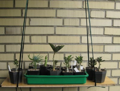 Wüstischaukel 1.JPG