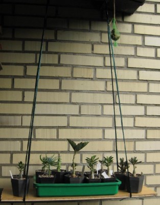 Wüstischaukel 0.JPG