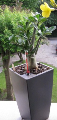 große Wüsti in Lechuza 2.JPG