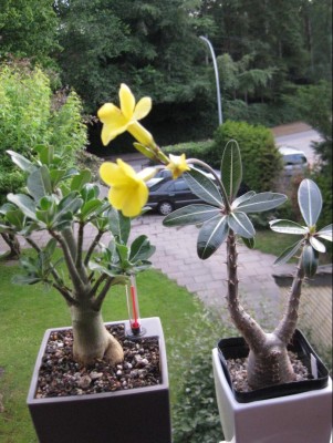 große Wüsti in Lechuza 1.JPG