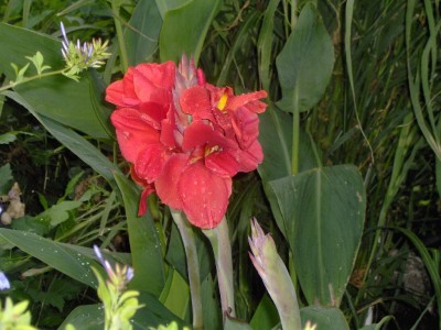 Cannablüte rot.jpg