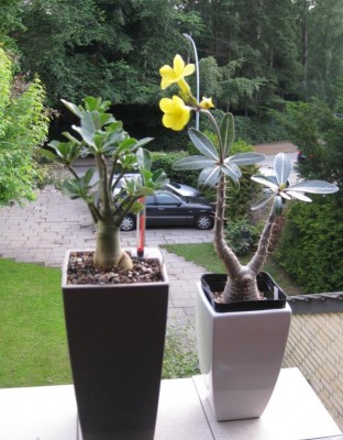 große Wüsti in Lechuza.JPG