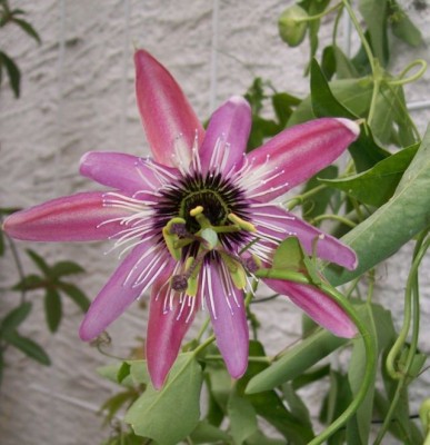 Violacea_20.06.11.jpg