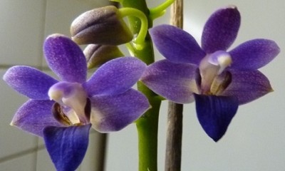 P1000503 (2).jpg
