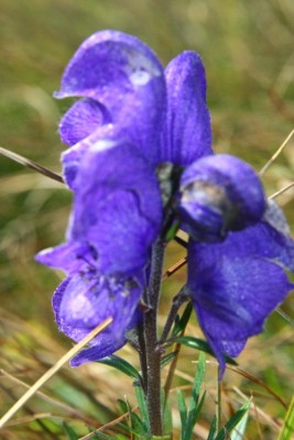 Bild 068_1.jpg