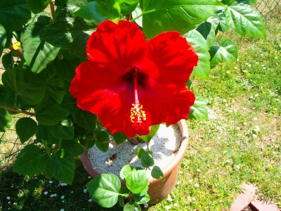 Größenänderung 100D4131.JPG