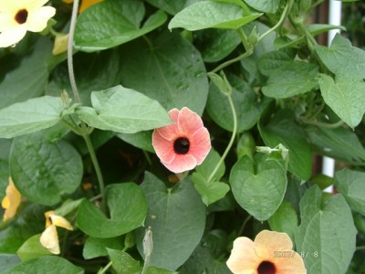 08080002f.JPG