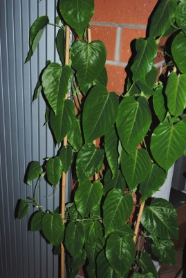 Ligularis.jpg