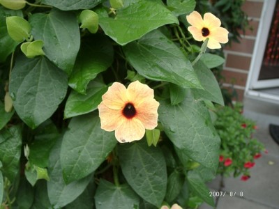 08080003f.JPG