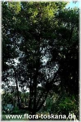 azadirachta_indica_3_-_011106.jpg