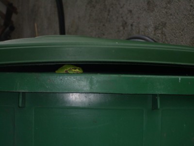 Frosch.jpg