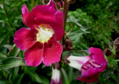 Antirrhinum anabell.JPG
