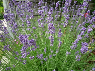 Lavendel.JPG
